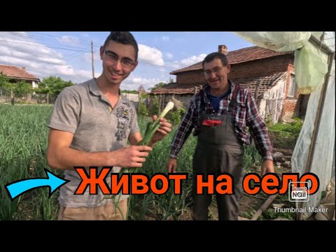 Видео: Какво отглеждаме в ОРАНЖЕРИИТЕ си / СЕЛСКИ ЖИВОТ