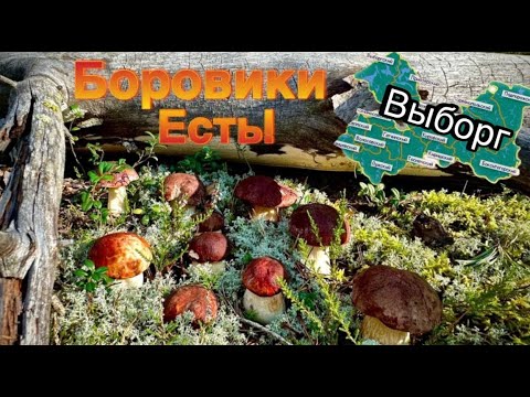 Видео: Боровиков много в сосновом бору под Выборгом, а в лесу сухо. #грибы #лето #красота #природа #лес