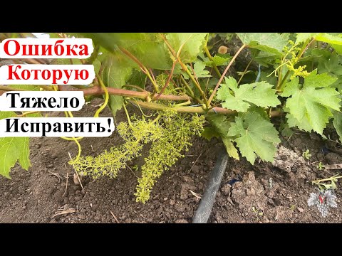 Видео: ОШИБКА на ВИНОГРАДНИКЕ, которую ТЯЖЕЛО ИСПРАВИТЬ, но МОЖНО ПРЕДУПРЕДИТЬ!