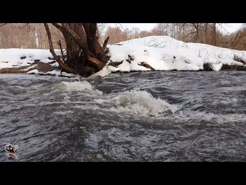 Видео: Форель зимой. Прогулка по зимней реке