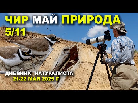 Видео: Природа Чира. 21-22 мая 2025 г.