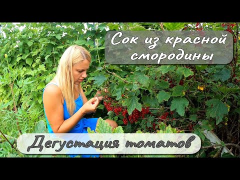 Видео: СОК ИЗ КРАСНОЙ СМОРОДИНЫ ДЕГУСТАЦИЯ ТОМАТОВ