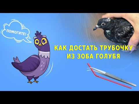 Видео: Как достать трубочку из зоба голубя - реальная история спасения - не спешите резать, можно помочь!