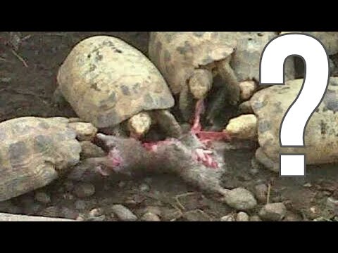 Видео: Почему травоядные едят мясо?