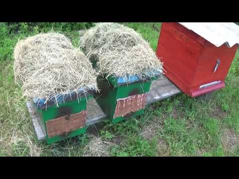 Видео: Роеловство в заброшенной деревне | Лесной Кордон