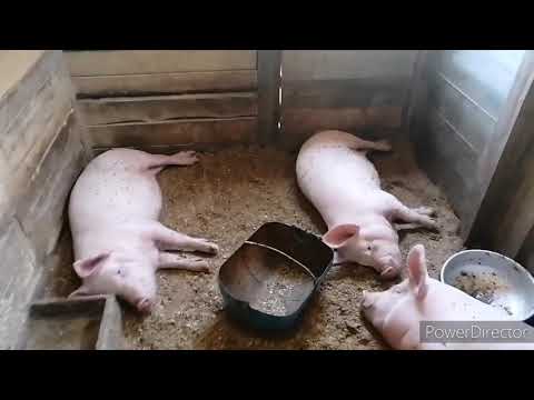 Видео: Несменяемая подстилка. Заселяем бактерии.