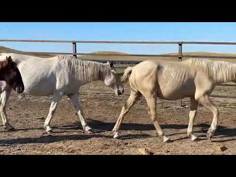 Видео: Время откорма продолжается, поймали 1,5год от Акжала . #айгыр #кони #коневодство #лошади #жылкы #