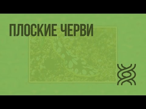 Видео: Плоские черви. Видеоурок по биологии 7 класс