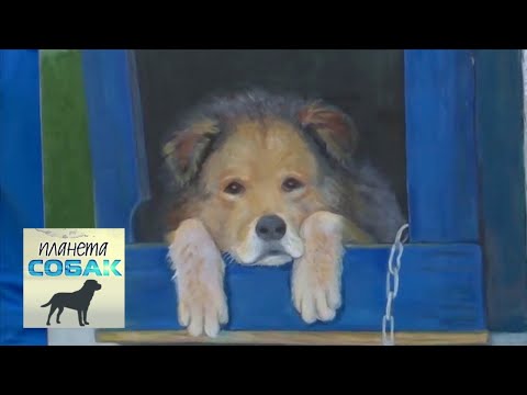 Видео: Балканская гончая. Планета собак 🌏 Моя Планета