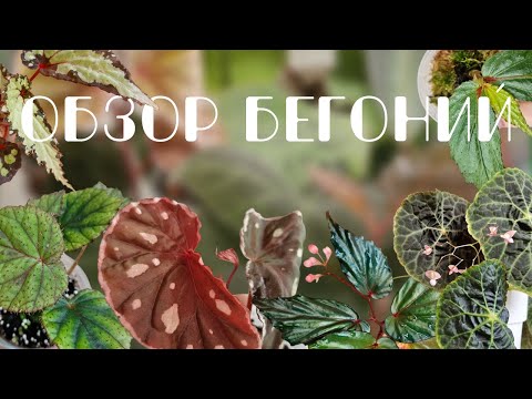 Видео: Моя коллекции природных бегоний.