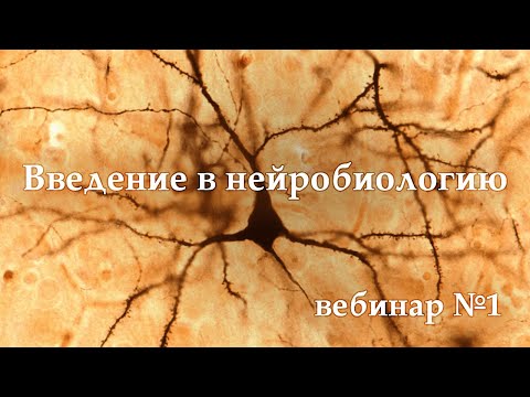Видео: Введение в нейробиологию [ВЕБИНАР 1]