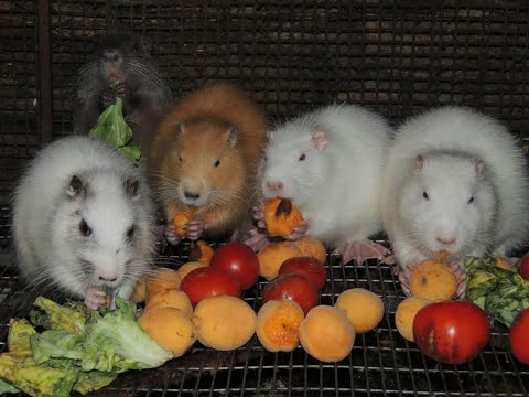 Видео: КОРМЛЮ НУТРИЙ И ОТВЕЧАЮ НА ВОПРОСЫ.