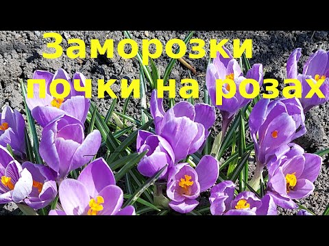 Видео: Весенние заморозки.  Что делать с розами