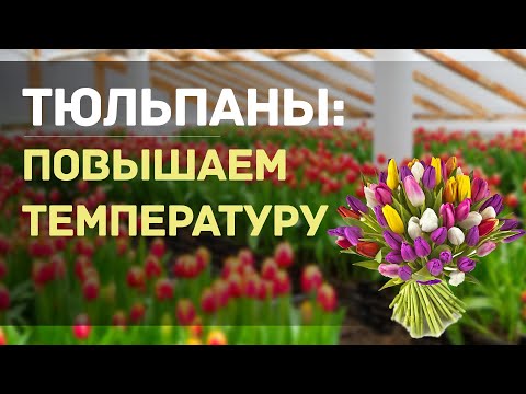 Видео: ВЫРАЩИВАНИЕ ТЮЛЬПАНОВ К 8 МАРТА. НАЧИНАЕМ ВЫГОНКУ