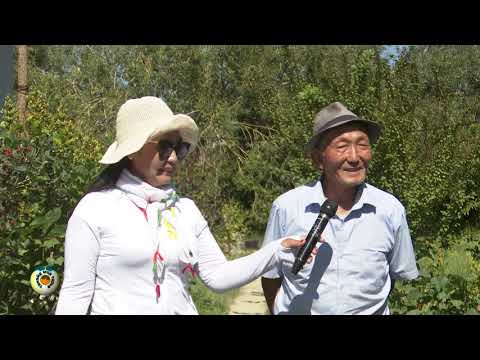 Видео: Танайд мод тарья нэвтрүүлэг. Ховд аймгийн Булган сум