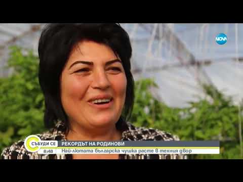 Видео: Семейство отгледа най-лютата чушка у нас