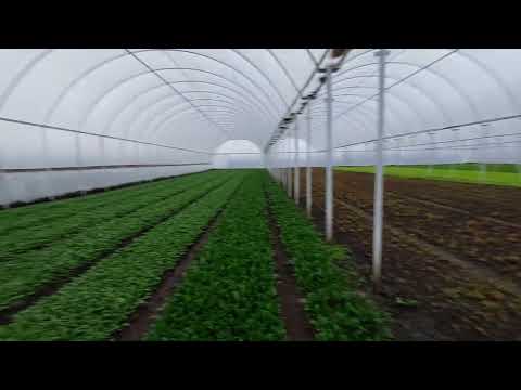 Видео: Почему мы заменили арочные теплицы на блочную теплицу и её преимущества