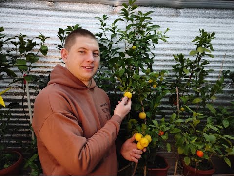 Видео: Лиметты в моей коллекции : Rossa di Rangpur / Purscha.  Что лучше лиметта Рангпур или Пурша?