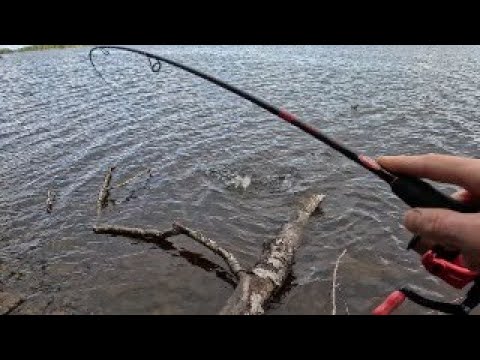 Видео: КОГДА РУКИ УЖЕ ОПУСТИЛИСЬ - ПРИШЛА ОНА..... КОРЯГА ОПЯТЬ УДИВЛЯЕТ!!! Ловля Щуки и Окуня с берега..