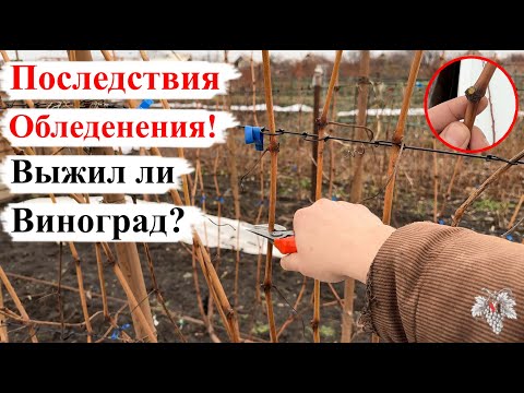 Видео: Последствия ОБЛЕДЕНЕНИЯ! ВЫЖИЛ ли ВИНОГРАД и ДЕРЕВЬЯ? Раскрываем СЕКРЕТ!