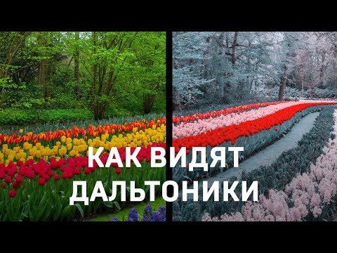 Видео: Как видят дальтоники?