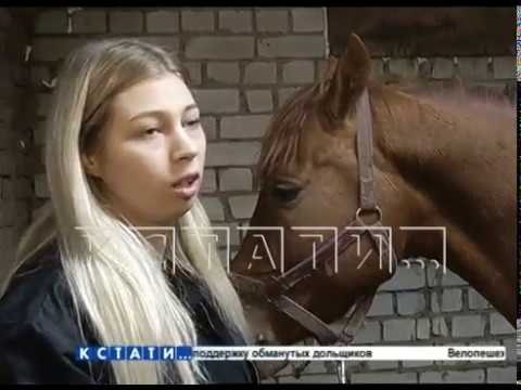 Видео: Конокрадов, угонявших лошадей на колбасу, нашли и задержали