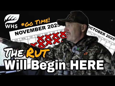 Видео: Когда начнётся гон? Верные признаки и как его обнаружить