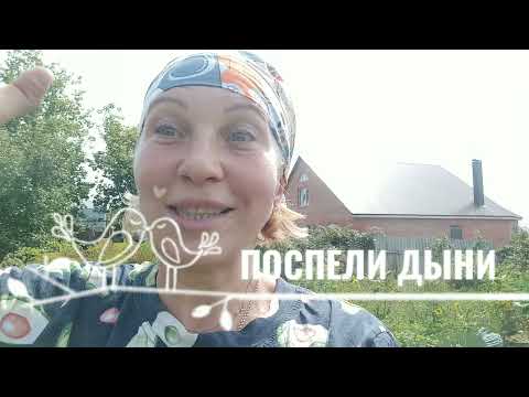 Видео: Поспели  дыни в саду у тети Лены. Первая дыня Дакаро.
