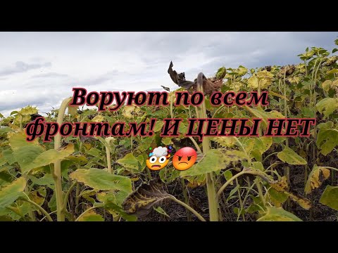 Видео: Подсолнечник воруют,цены нет так ещё  и бурая гниль 🤨🤔