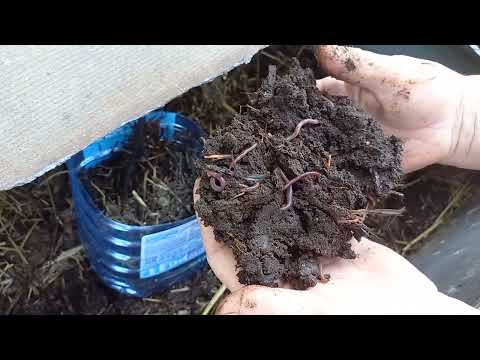 Видео: Червоний Каліфорнійський черв'як . БІОГУМУС.