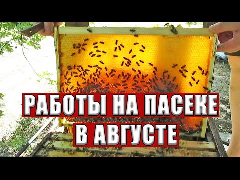 Видео: Работа на пасеке в августе или Главный осенний осмотр