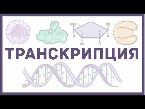 Видео: Транскрипция ДНК - биология и физиология клетки