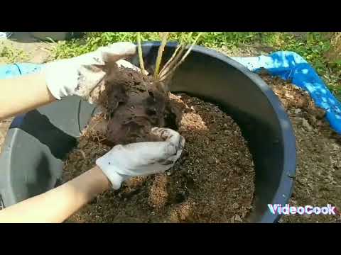 Видео: Как летом пересадить саженец голубики из горшка