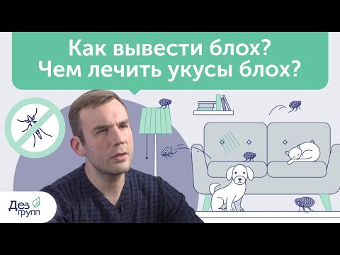 Видео: Как избавиться от блох в квартире и доме? Чем лечить их укусы? | Советы СЭС