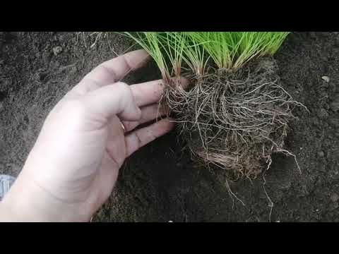 Видео: Изолепис: размножение и пересадка "парящих сердец"