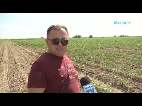 Видео: 20.06.2024 АРНАЙЫ ХАБАР. ЖЕТІСАЙ АУДАНЫ. ТАМШЫЛАТЫП СУҒАРУ ӘДІСІ