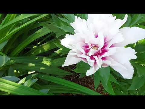 Видео: Пик цветения пионов. В саду 40 сортов. ИТО и травянистые.