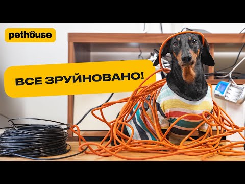 Видео: Як відучити собаку гризти речі