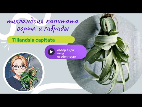 Видео: Тилландсии Капитаты Tillandsia Capitata, обзор видов, содержание и уход.