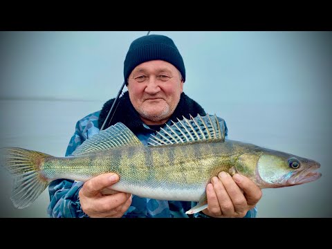 Видео: Рыбалка с БАТЕЙ! ПОПАЛИ на вечерний ВЫХОД СУДАКОВ и ОКУНЕЙ!!!