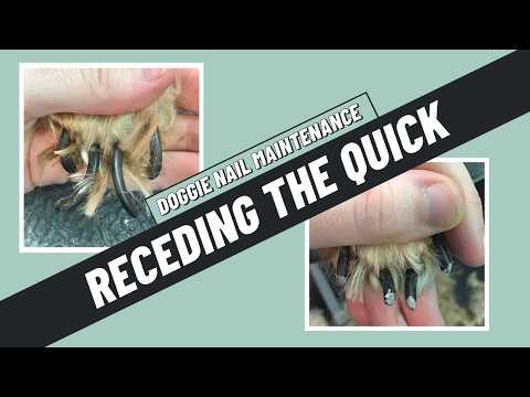 Видео: Как часто нужно стричь когти собаке, чтобы уменьшить их шершавость? | СОВЕТЫ ГРУМЕРА