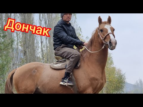 Видео: 💥  ДОНЧАК  💥 3 года Дыйкандан Чыкты