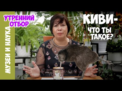 Видео: Киви - птица, которая выглядит как фрукт, ведет себя как зверь!