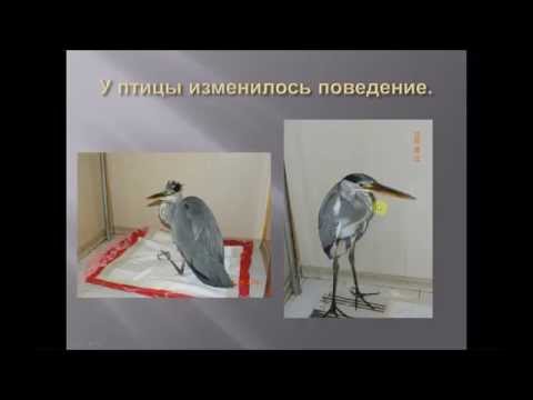 Видео: Первый бесплатный вебинар для владельцев птиц.  Доврачебная помощь птице в домашних условиях