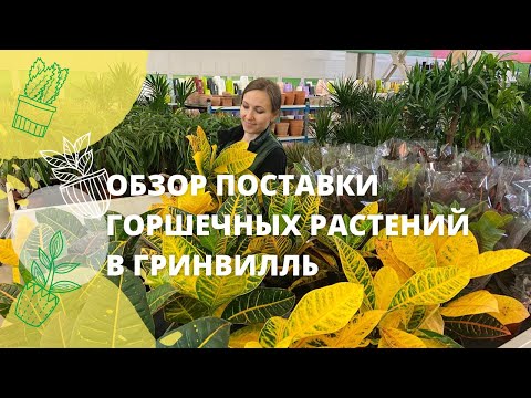 Видео: Удивляем растениями из новой поставки: фикус Трезор, орхидеи Онцидиум, Мурданния Брайт Стар!