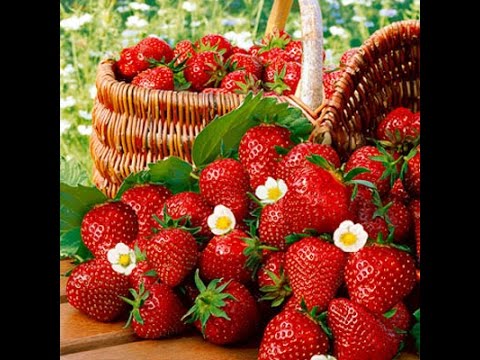 Видео: Как выращивать землянику. Советы моей опытной подруги.
