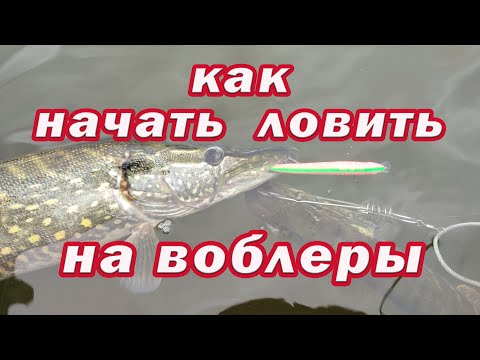 Видео: КАК начать ЛОВИТЬ НА ВОБЛЕРЫ! ПРОВЕРЕННЫЙ СПОСОБ!!! Рыбалка на спиннинг. Рыбалка на щуку!