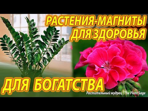 Видео: ОБЯЗАТЕЛЬНО ПОСТАВЬТЕ ЭТИ ЦВЕТЫ ДОМА! Растения, которые приносят счастье, богатство и удачу!