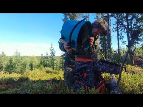 Видео: 6  ТЫСЯЧ ЗА НЕСКОЛЬКО ЧАСОВ. КАК ЗАРАБОТАТЬ НА ЯГОДАХ. СБОР ЧЕРНИКИ НА ПРОДАЖУ. ТЯЖЁЛЫЙ ПРОМЫСЕЛ