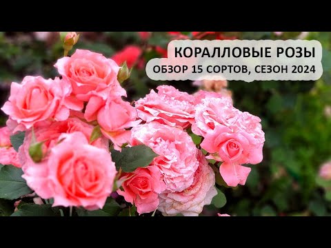 Видео: Розы коралловых оттенков в саду: обзор 15 сортов роз, сезон 2024
